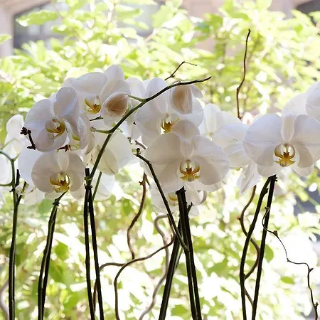 ホテル Korner Louvre パリ